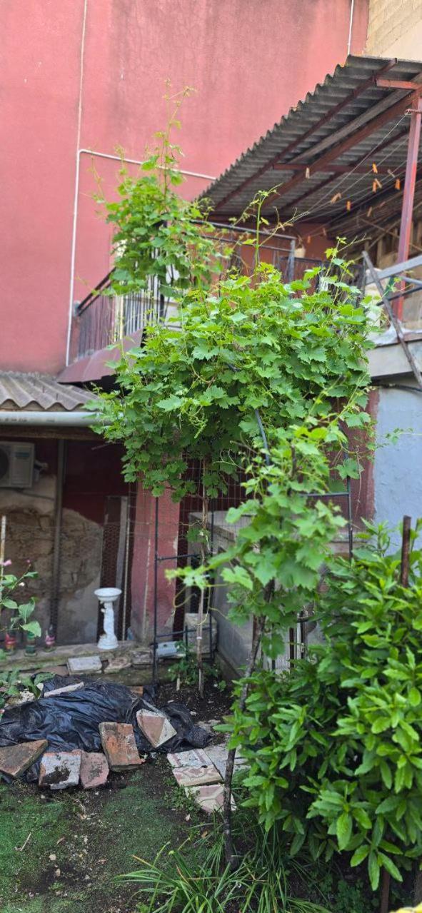 Appartamento In Casa Con Cortili Ad Arbus - Sardegna Екстер'єр фото